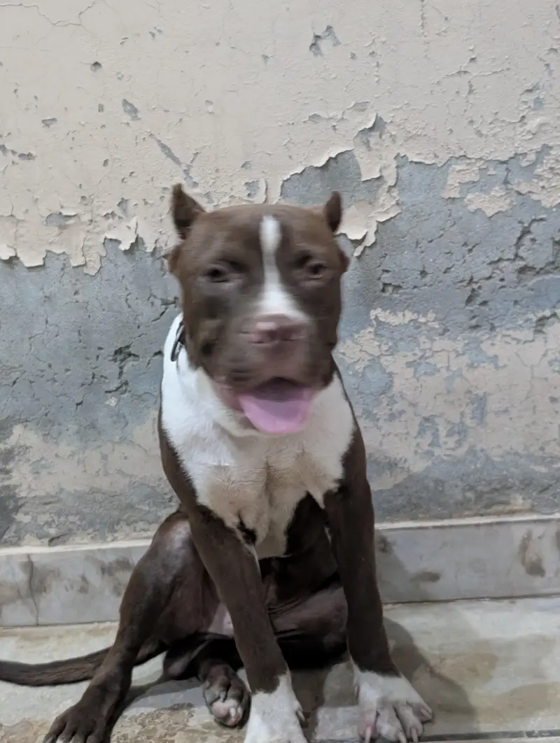 American pitbull — photo 2