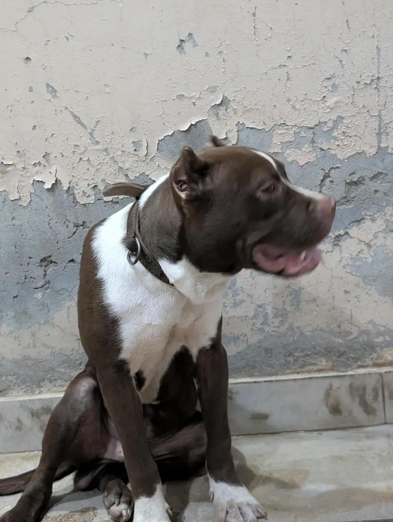 American pitbull — photo 3