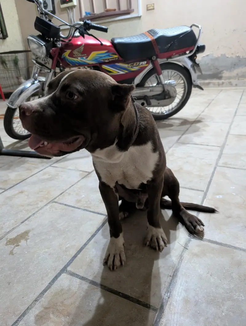 American pitbull — photo 4