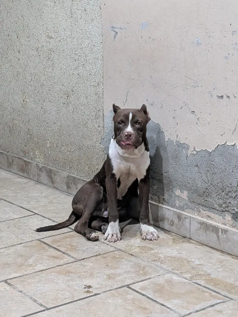 American pitbull — photo 5