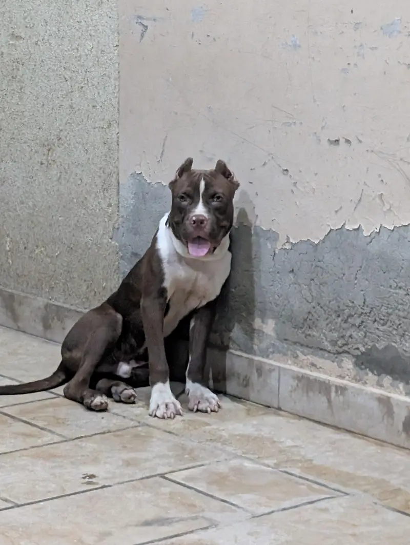 American pitbull — photo 6