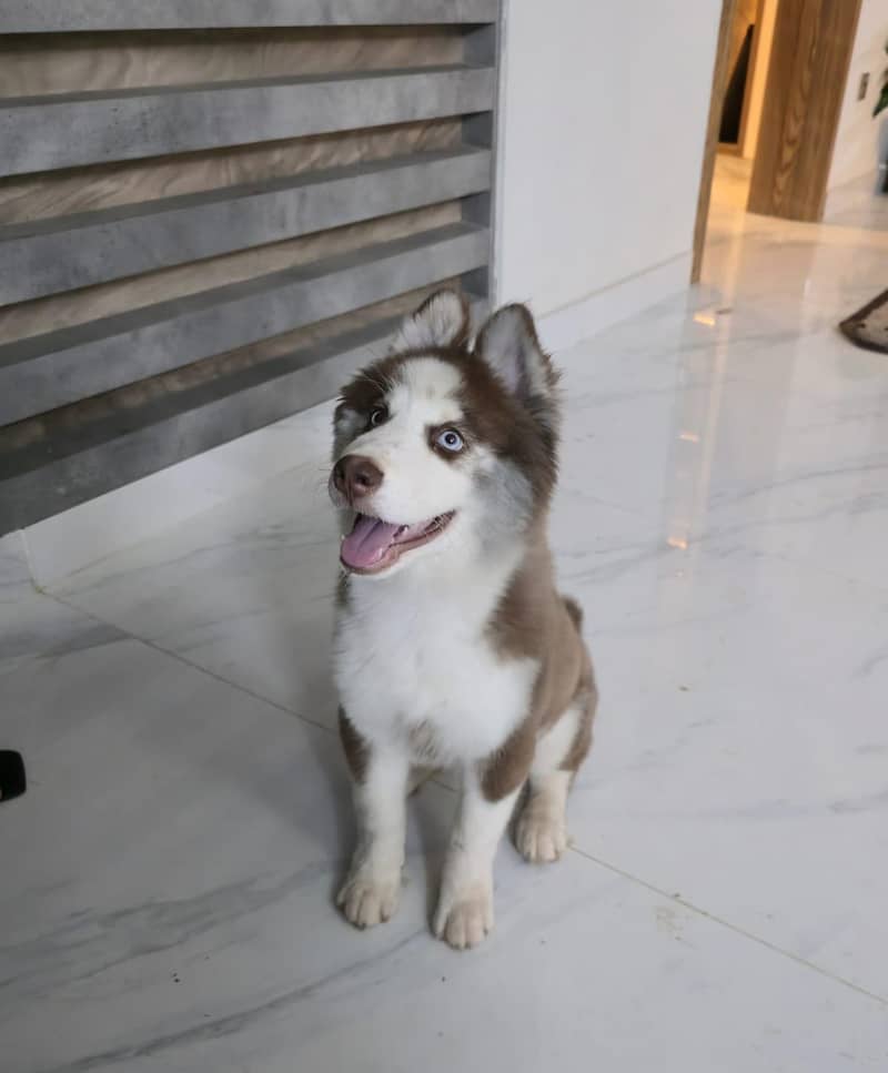 Husky 1