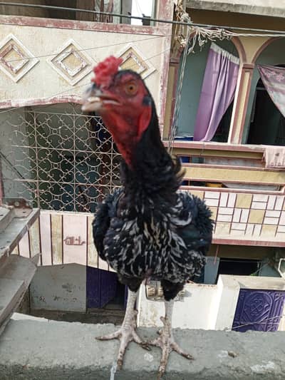 Aseel lasani