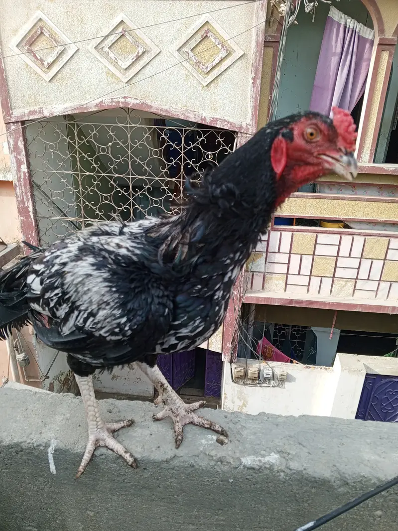 Aseel lasani — photo 2