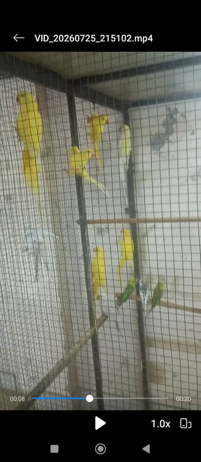 yellow and white ringneck ready to breed