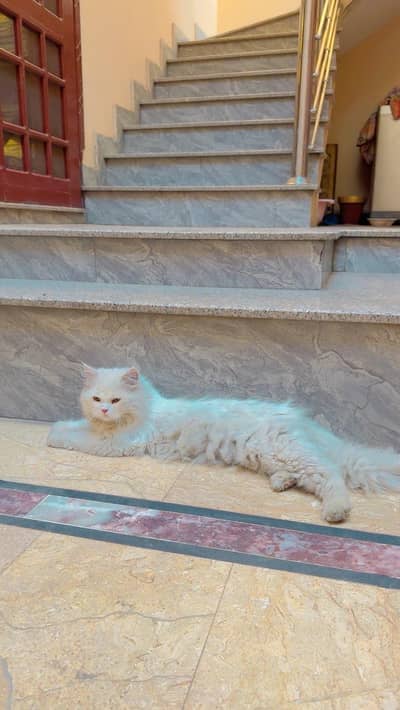 Persian Cat  Male
