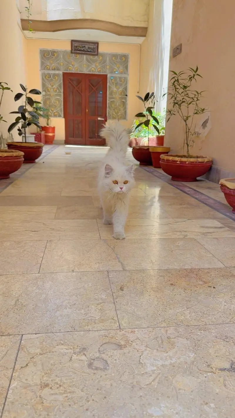Persian Cat  Male — photo 2