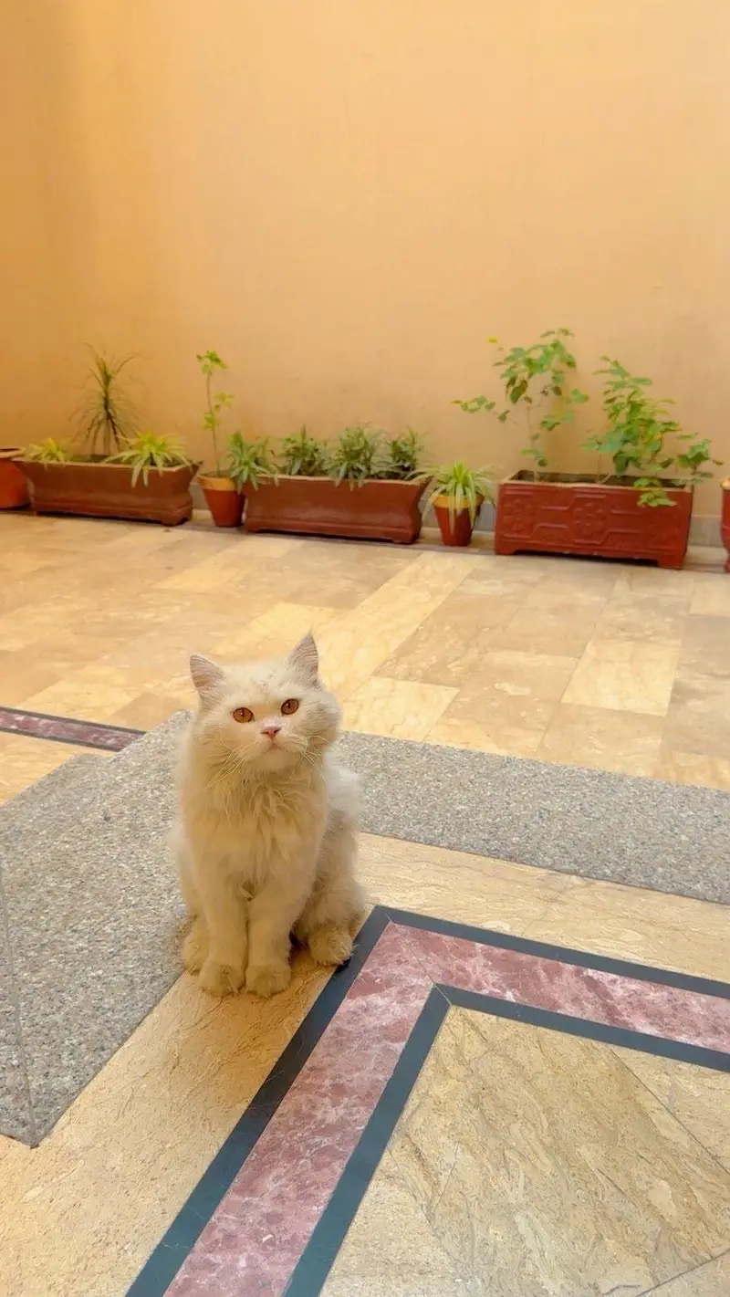 Persian Cat  Male — photo 3