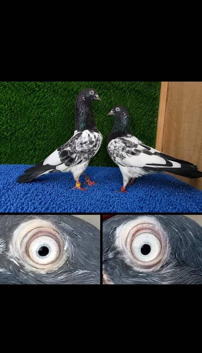 MashaAllah Breeder teddy pair granted pair