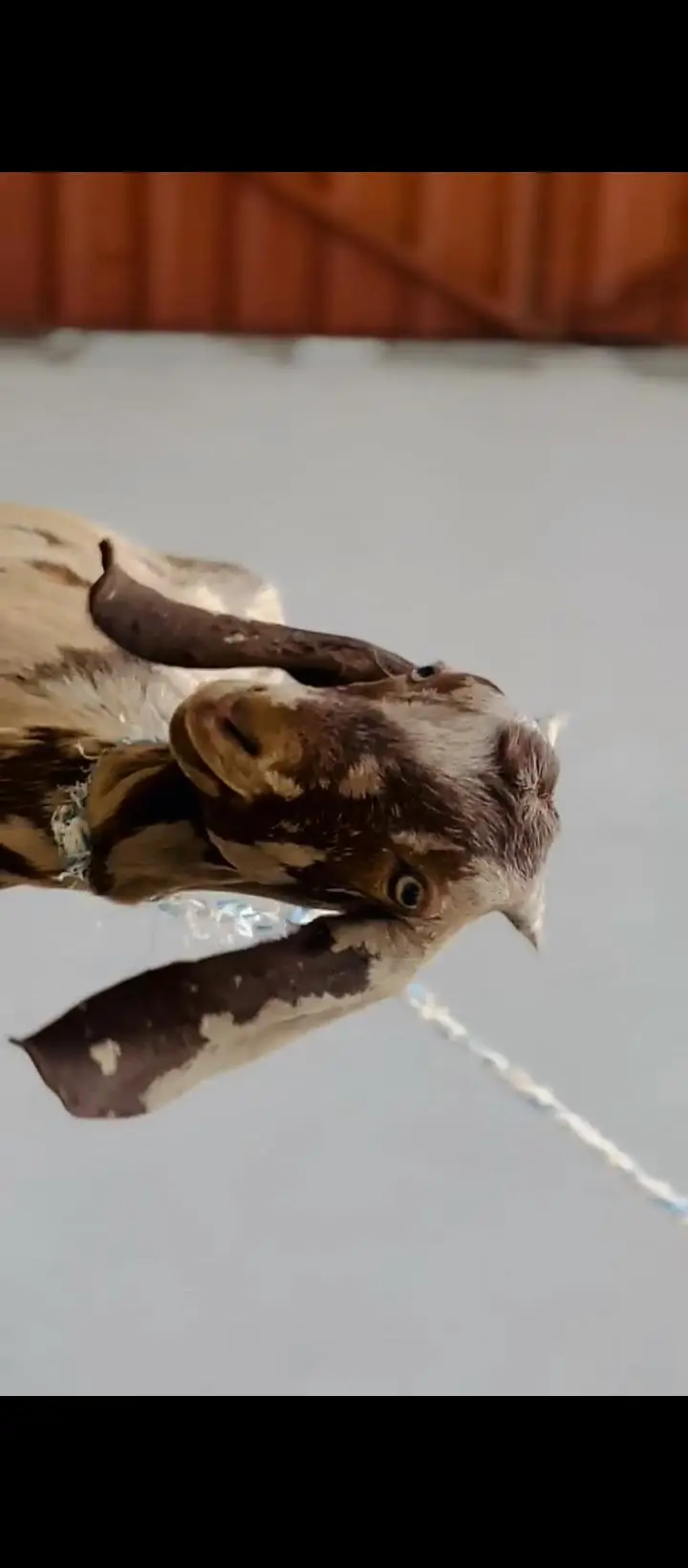 beautiful shera print betal path — photo 7