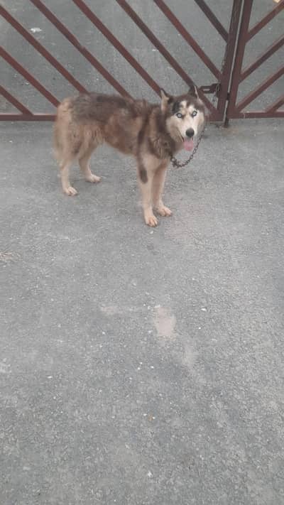 Husky male for sale high quality dog in blue eyes