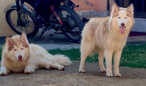 sibrain husky wolly coated pair