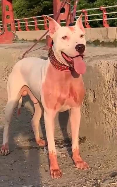 pure kuhati gultair male dubble body healthy and active