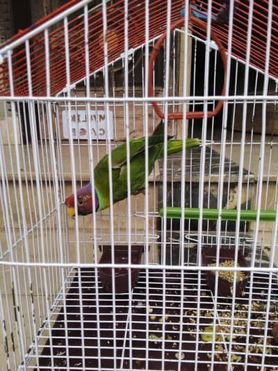 plum head parrot 