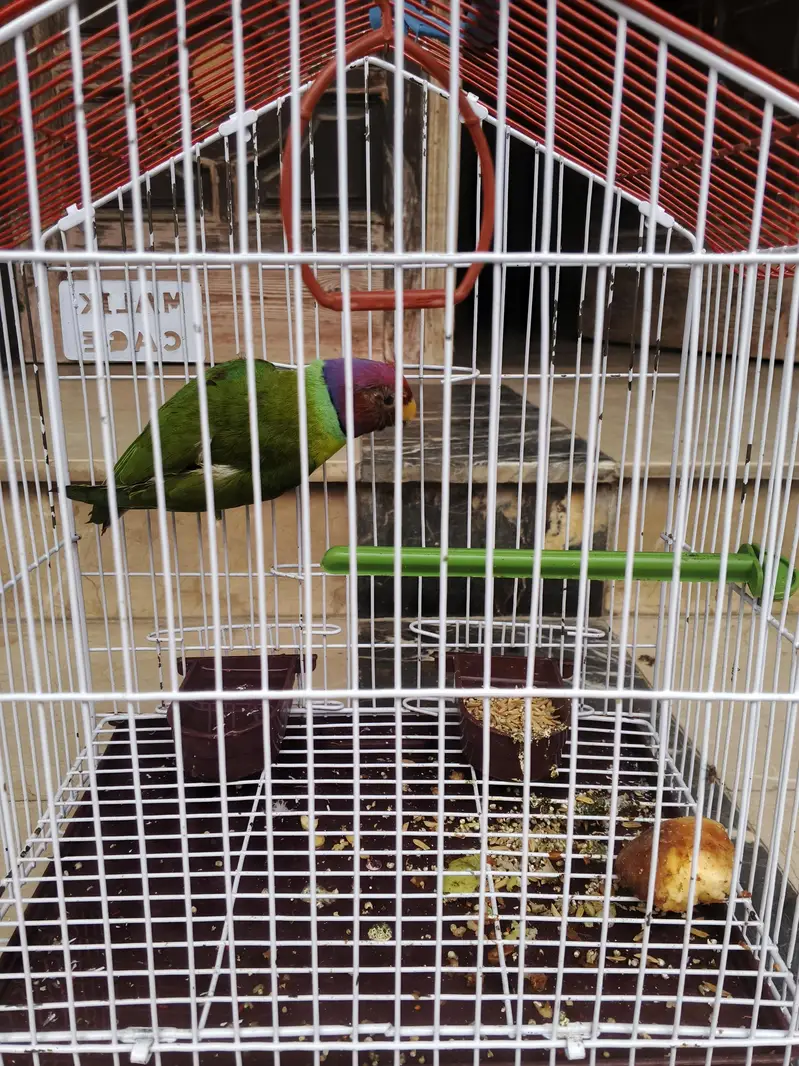 plum head parrot  — photo 2