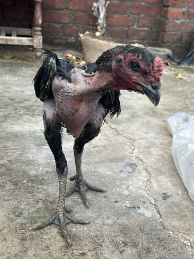 aseel black dragon patha pahti
