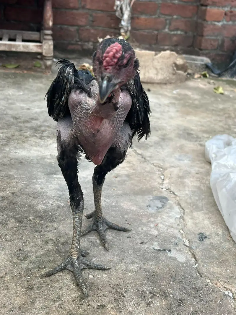 aseel black dragon patha pahti — photo 2