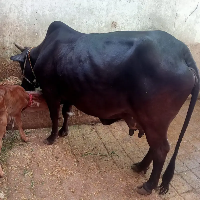 dooodh wali gayee wo bhi gahr ki — photo 2