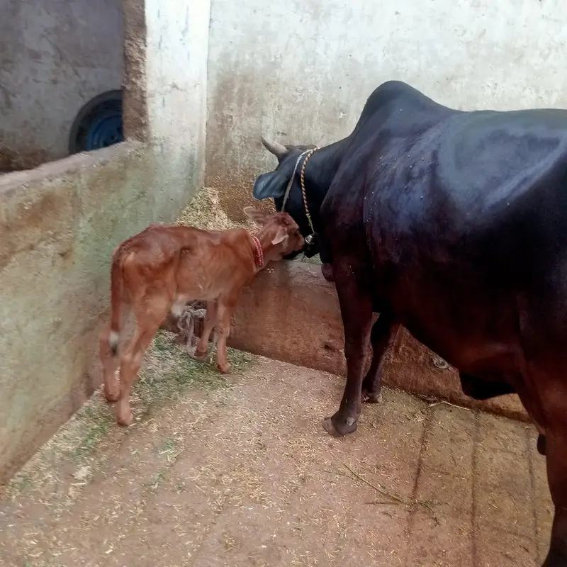 dooodh wali gayee wo bhi gahr ki — photo 4