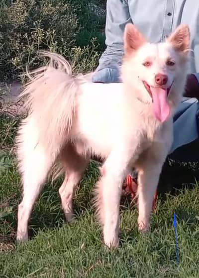 pure Russian male zero size pink nose blue eyes healthy and active