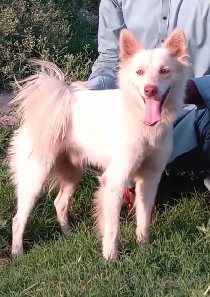 pure Russian male zero size pink nose blue eyes healthy and active — photo 2