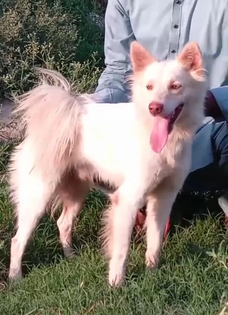 pure Russian male zero size pink nose blue eyes healthy and active — photo 3