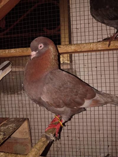 king size pigeon