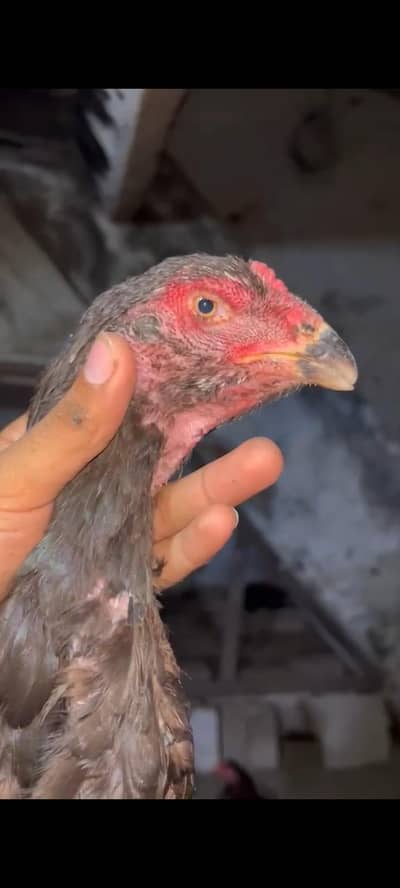 shaamo females and male