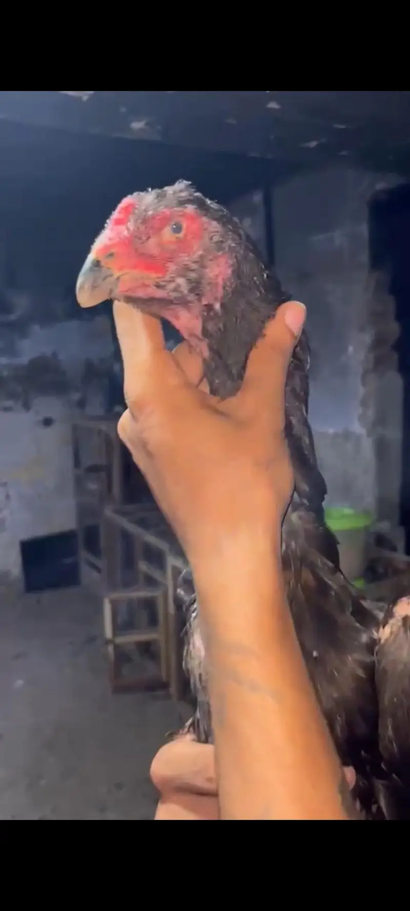shaamo females and male — photo 3
