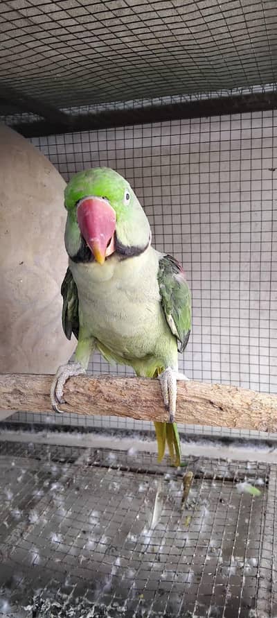 raw parrot