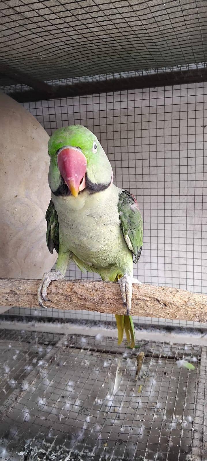 raw parrot 0