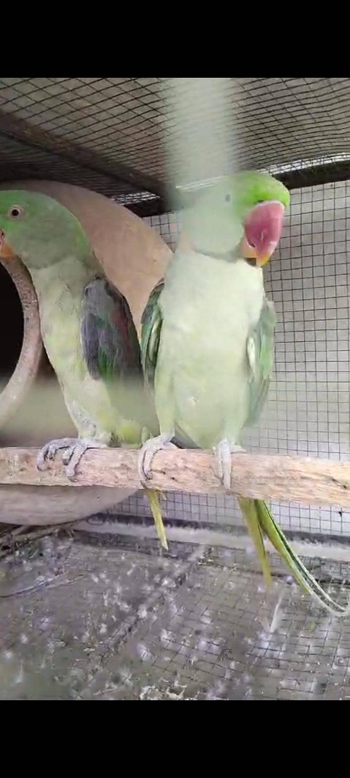 raw parrot 1