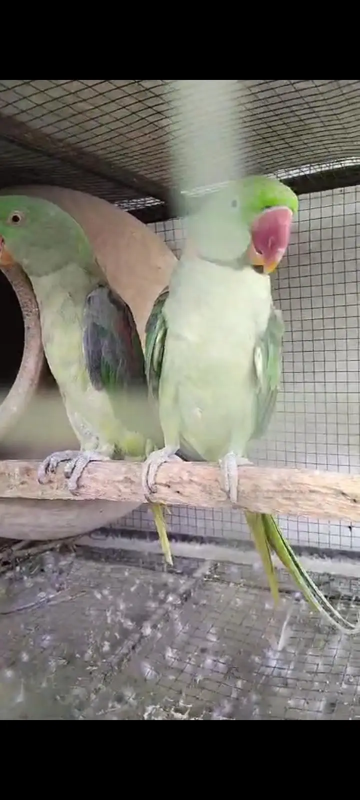 raw parrot — photo 2
