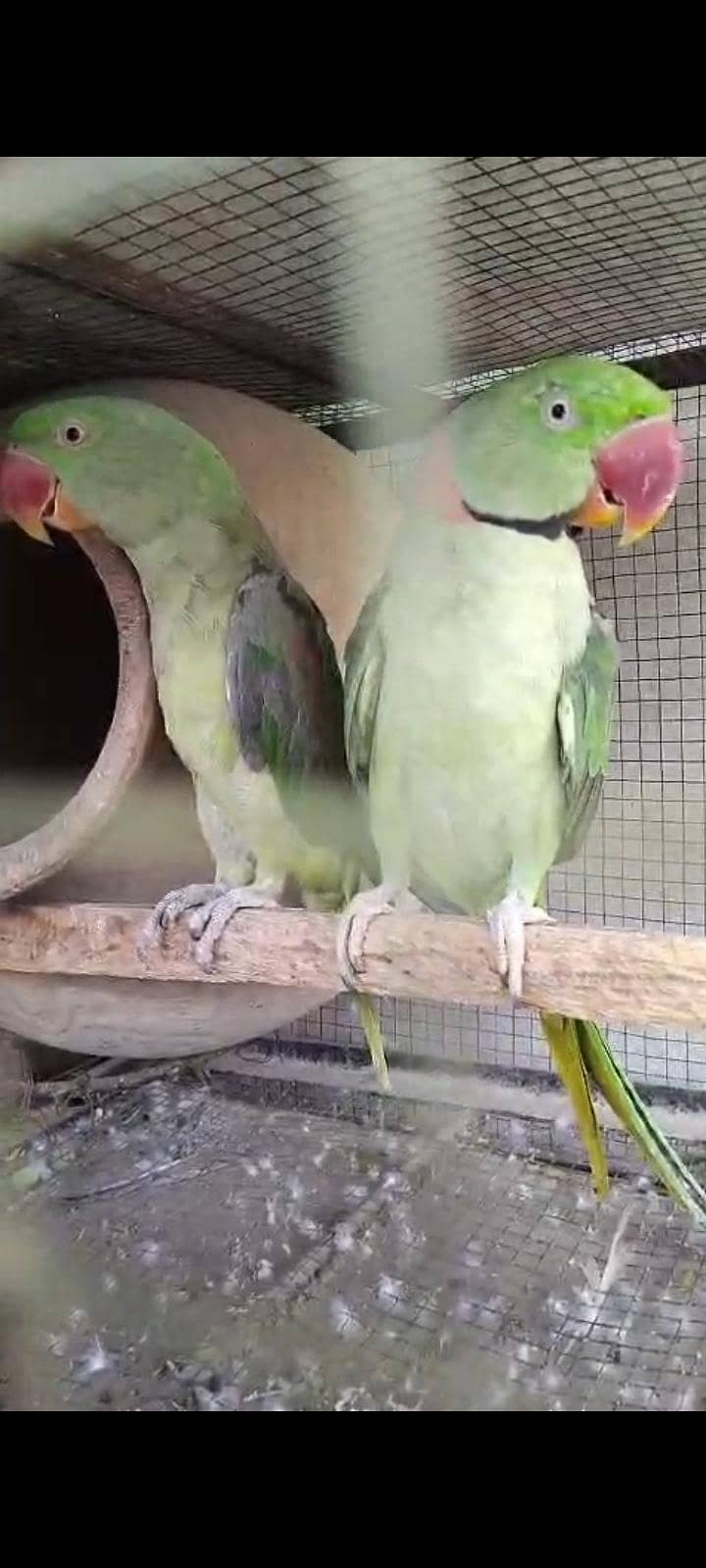 raw parrot 2