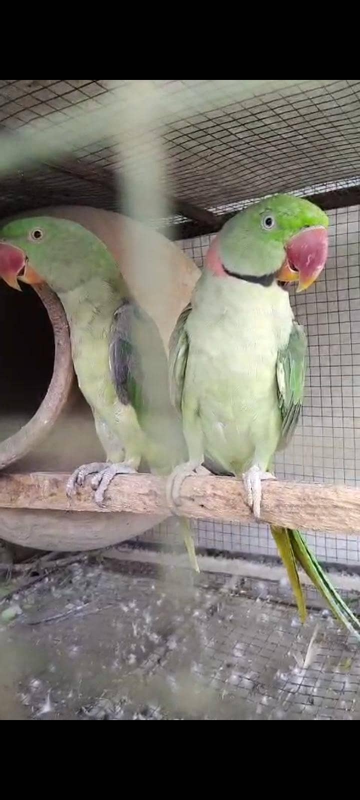 raw parrot 3