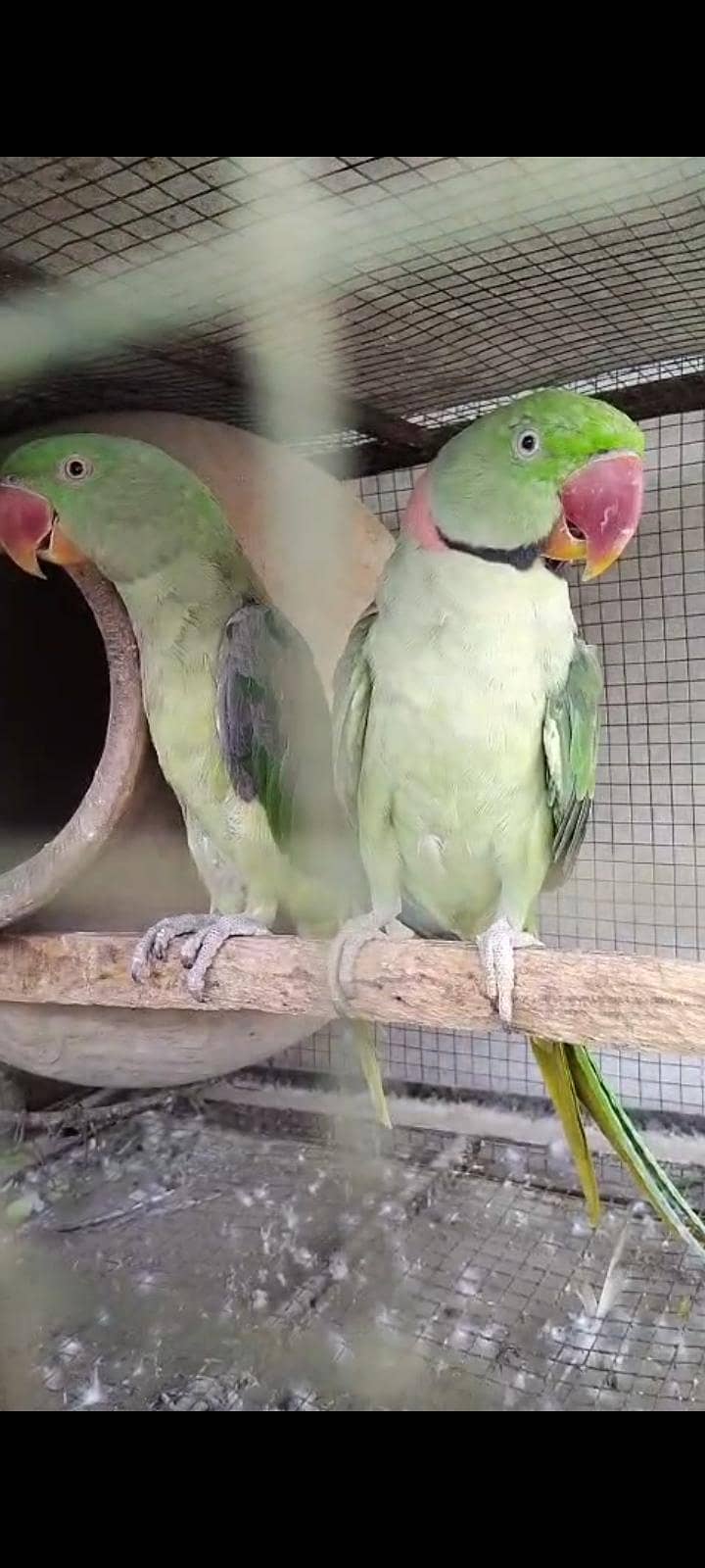 raw parrot 4