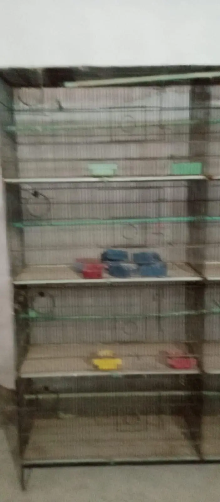 green cheek conure and cage — photo 2