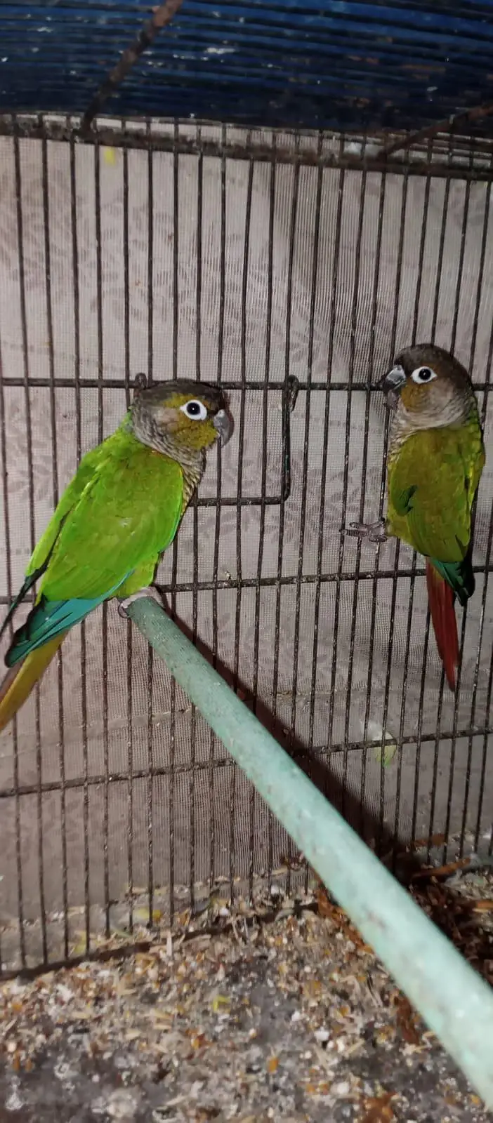 green cheek conure and cage — photo 5