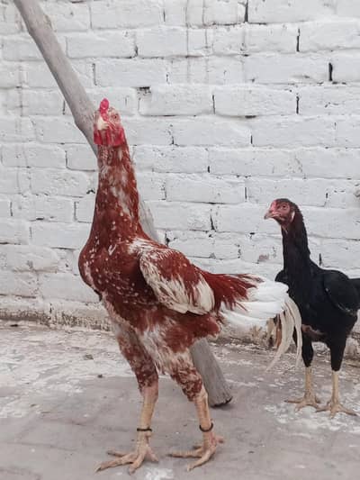 Aseel birds kharsi p atty hwy band jor motii nali Males or Females