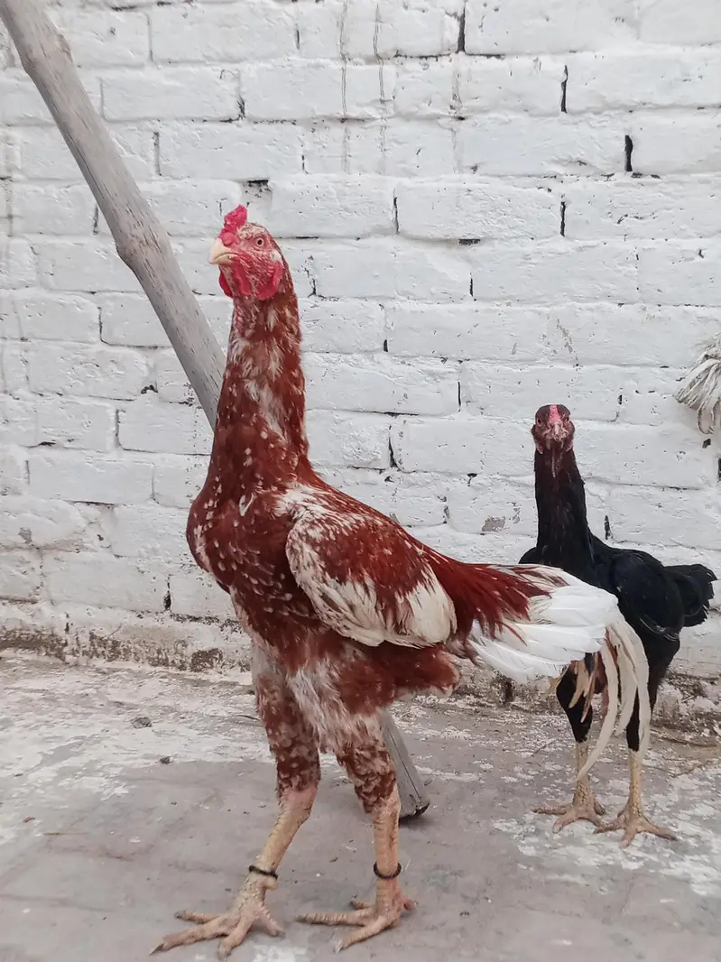Aseel birds kharsi p atty hwy band jor motii nali Males or Females — photo 2