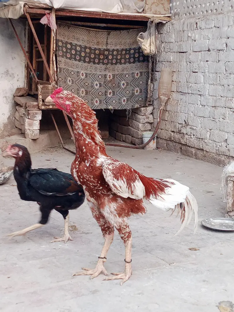Aseel birds kharsi p atty hwy band jor motii nali Males or Females — photo 3