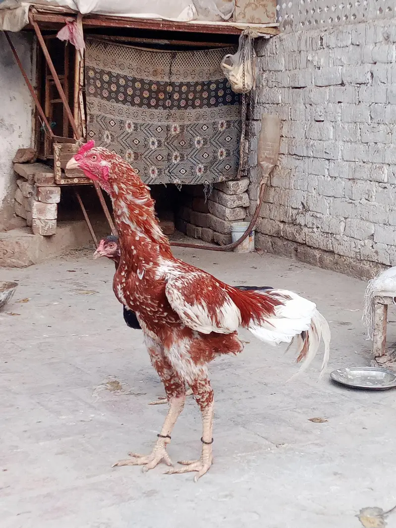 Aseel birds kharsi p atty hwy band jor motii nali Males or Females — photo 4