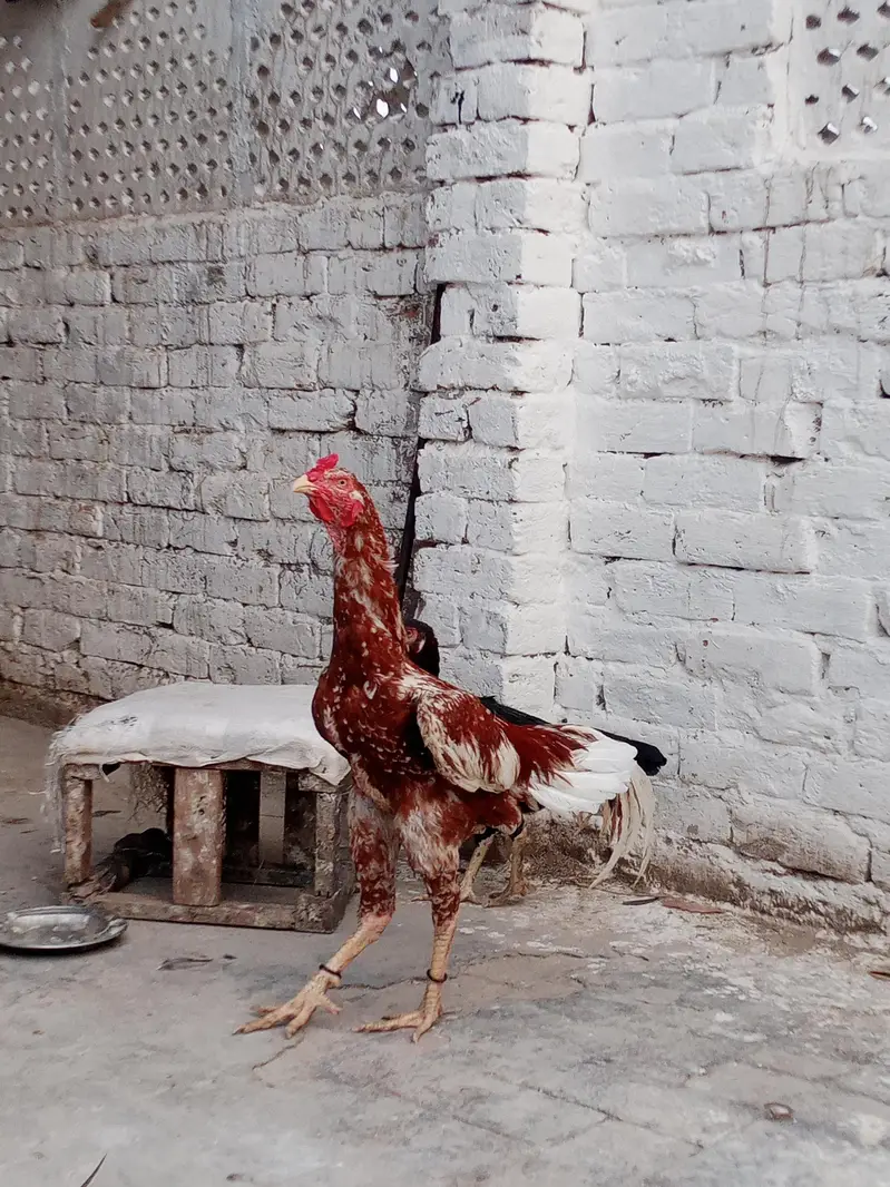 Aseel birds kharsi p atty hwy band jor motii nali Males or Females — photo 5