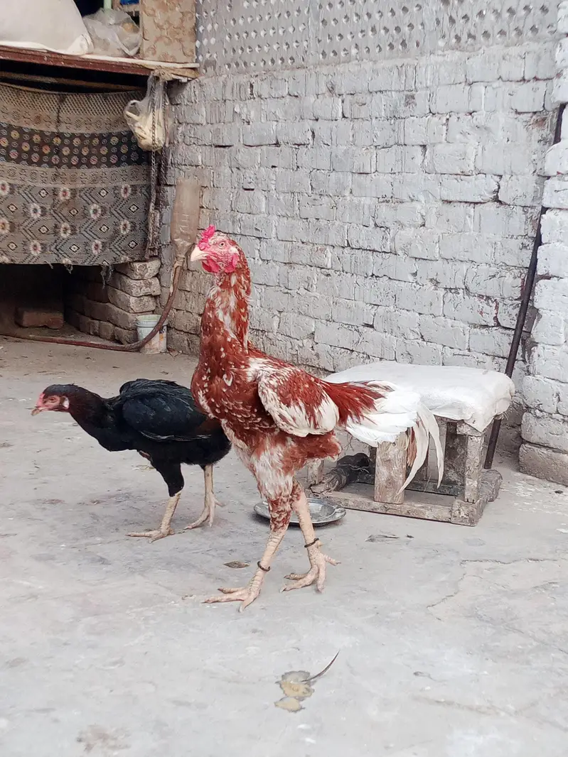 Aseel birds kharsi p atty hwy band jor motii nali Males or Females — photo 6