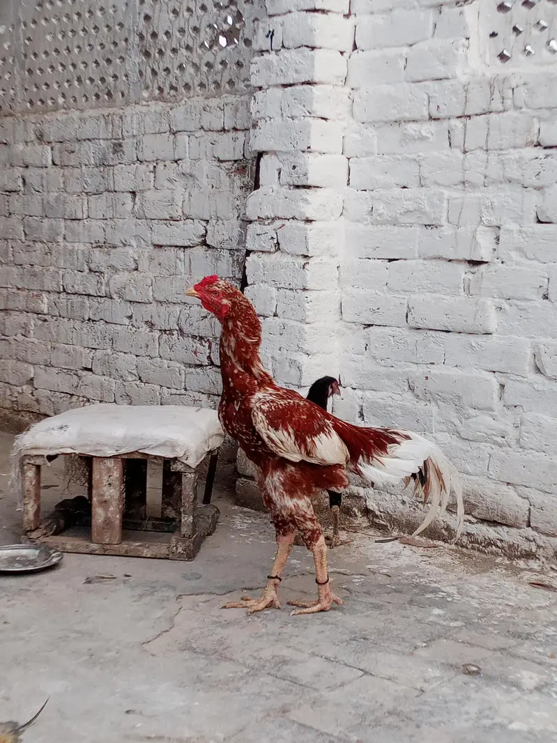 Aseel birds kharsi p atty hwy band jor motii nali Males or Females — photo 7
