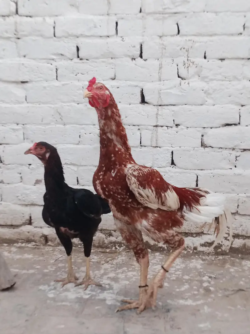 Aseel birds kharsi p atty hwy band jor motii nali Males or Females — photo 8