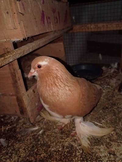 king size pigeon