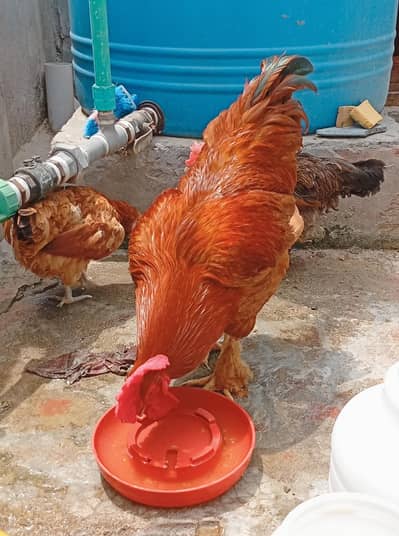 Golden Buff Cochin Male