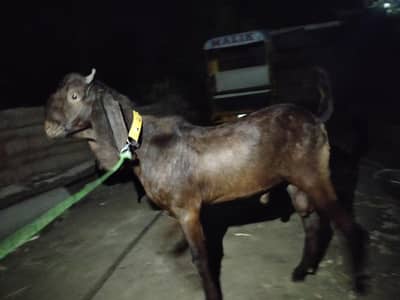 FOR SALE MALE BAKRA