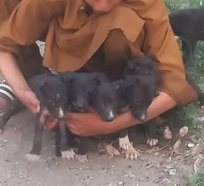 pure country bareed tazi puppy's important blood line top quality and